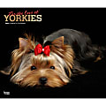2024 BrownTrout Monthly Deluxe Wall Calendar, 14" x 12", For the Love of Yorkshire Terriers, January to December