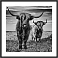Amanti Art Highland Cow Couple by Stephane Pecqueux Wood Framed Wall Art Print, 33”H x 33”W, Black