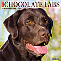 Willow Creek Press Animals Monthly Wall Calendar, Chocolate Labs, 12" x 12", January To December 2021