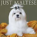 2026 Willow Creek Press Animals Monthly Wall Calendar, 12" x 12", Maltese, January To December, 51870 1 thumbnail image