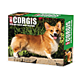 2025 Willow Creek Press Daily Desk Box Calendar, Animals, 5-1/2” x 6-1/4", Corgis, January To December, 40751