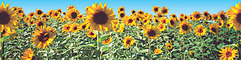 Scholastic Sunflowers Jumbo Borders, 9" x 14", Pack Of 8