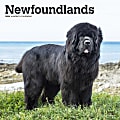 2024 Brown Trout Monthly Square Wall Calendar, 12" x 12", Newfoundlands, January To December