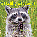 2024 Willow Creek Press Animals Monthly Wall Calendar, 12" x 12", Rascally Raccoons, January To December