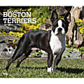 2024 BrownTrout Monthly Deluxe Wall Calendar, 14" x 12", For the Love of Boston Terriers, January to December