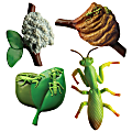 Insect Lore 4-Piece Praying Mantis Life Cycle Stages Figure Set, Green, Pre-K to 5th Grade 1 thumbnail image