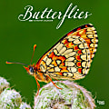 2024 Brown Trout Monthly Square Wall Calendar, 12" x 12", Butterflies, January To December 1 thumbnail image