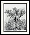 Amanti Art Oak Tree, Snowstorm, Yosemite National Park - 1948 Framed Art Print By Ansel Adams, 32"H x 27"W, Black 1 thumbnail image