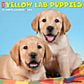 2024 Willow Creek Press Animals Monthly Wall Calendar, 12" x 12", Just Yellow Lab Puppies, January To December