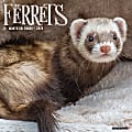 2026 Willow Creek Press Animals Monthly Wall Calendar, 12" x 12", Ferrets, January To December, 55434 1 thumbnail image