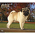2024 BrownTrout Monthly Deluxe Wall Calendar, 14" x 12", For the Love of Pugs, January to December