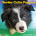2024 Willow Creek Press Animals Monthly Wall Calendar, 12" x 12", Just Border Collie Puppies, January To December