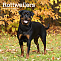 2024 Brown Trout Monthly Square Wall Calendar, 12" x 12", Rottweilers, January To December