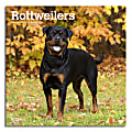 2024 Brown Trout Monthly Square Wall Calendar, 12" x 12", Rottweilers, January To December 1 thumbnail image