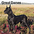 2024 Brown Trout Monthly Square Wall Calendar, 12" x 12", Great Danes, January To December 1 thumbnail image
