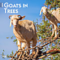 2024 Brown Trout Monthly Square Wall Calendar, 12" x 12", Goats in Trees, January To December