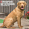 2026 Willow Creek Press Art & Design Monthly Wall Calendar, 12" x 12", Chesapeake Bay Retrievers, January To December, 50668 1 thumbnail image