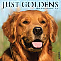 2026 Willow Creek Press Monthly Wall Calendar, 12" x 12", Just Goldens, January To December, O51320 1 thumbnail image