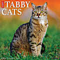 2026 Willow Creek Press Animals Monthly Wall Calendar, 12" x 12", Tabby Cats, January To December, 52938 1 thumbnail image