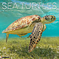 2025 Willow Creek Press Monthly Wall Calendar, 12" x 12", Sea Turtles, January 2025 to December 2025, 44780 1 thumbnail image