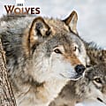 Brown Trout Animal Monthly Wall Calendar, 12” x 12”, Wolves, January To December 2022 1 thumbnail image