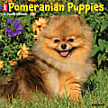 2026 Willow Creek Press Animals Monthly Wall Calendar, 12" x 12", Pomeranian Puppies, January To December, 52419 1 thumbnail image