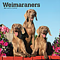 2025 BrownTrout Weimaraners Monthly Plastic-Free Square Wall Calendar, 12" x 12", Dog Breeds, January to December 2025, 9781975477943 1 thumbnail image