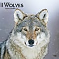 2024 Brown Trout Monthly Square Wall Calendar, 12" x 12", Wolves, January To December