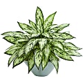Nearly Natural 16"H Silver Queen Artificial Plant With Vase, 16"H x 21"W x 16"D, Green 1 thumbnail image