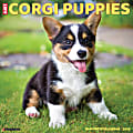 2026 Willow Creek Press Art & Design Monthly Wall Calendar, 12" x 12", Corgi Puppies, January To December, 50811 1 thumbnail image