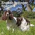 2024 Brown Trout Monthly Square Wall Calendar, 12" x 12", English Springer Spaniels, January To December