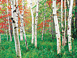 Biggies Landscape/Seascape Mural, 48" x 36", Unframed, Aspen 1 thumbnail image