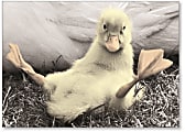 Viabella Blank Note Greeting Card, Duck, 5" x 7", Multicolor 1 thumbnail image