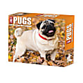 2025 Willow Creek Press Daily Desk Box Calendar, Animals, 5-1/2” x 6-1/4", Just Pugs, January To December, 40997 1 thumbnail image