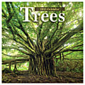 2025 TF Publishing Monthly Wall Calendar, 12” x 12”, Trees, January 2025 To December 2025