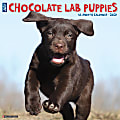 Willow Creek Press Animals Monthly Wall Calendar, Chocolate Lab Puppies, 12" x 12", January To December 2021 1 thumbnail image