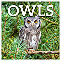 2025 TF Publishing Monthly Wall Calendar, 12” x 12”, Owls, January 2025 To December 2025