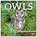 2025 TF Publishing Monthly Wall Calendar, 12” x 12”, Owls, January 2025 To December 2025 1 thumbnail image