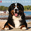 2024 Willow Creek Press Animals Monthly Wall Calendar, 12" x 12", Just Bernese Mountain Dog, January To December