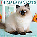 2024 Willow Creek Press Animals Monthly Wall Calendar, 12" x 12", Just Himalayan Cats, January To December