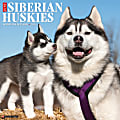 2024 Willow Creek Press Animals Monthly Wall Calendar, 12" x 12", Just Siberian Huskies, January To December
