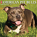 2026 Willow Creek Press Art & Design Monthly Wall Calendar, 12" x 12", American Pit Bull Terriers, January To December, 49846 1 thumbnail image
