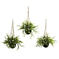 Nearly Natural Ruscus, Sedum & Sprengeri 9”H Artificial Mini Plants With Hanging Baskets, 9”H x 15”W x 15”D, Green, Set Of 3