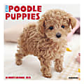 Willow Creek Press Animals Monthly Wall Calendar, 12" x 12", Poodle Puppies, January To December 2020