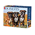 2025 Willow Creek Press Daily Desk Box Calendar, Animals, 5-1/2” x 6-1/4", Boxers, January To December, 40690 1 thumbnail image