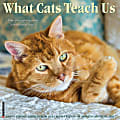 2024 Willow Creek Press Animals Monthly Wall Calendar, 12" x 12", What Cats Teach Us, January To December