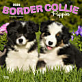 2024 Brown Trout Monthly Square Wall Calendar, 12" x 12", Border Collie Puppies, January To December 1 thumbnail image