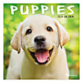 TF Publishing Monthly Wall Calendar, 12" x 12", Puppies, January To December 2020 1 thumbnail image