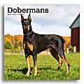 2025 BrownTrout Dobermans Monthly Plastic-Free Square Wall Calendar, 12" x 12", Dog Breeds, January to December 2025, 9781975476939 1 thumbnail image