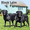 2024 Brown Trout Monthly Square Wall Calendar, 12" x 12", Black Labrador Retrievers, January To December 1 thumbnail image